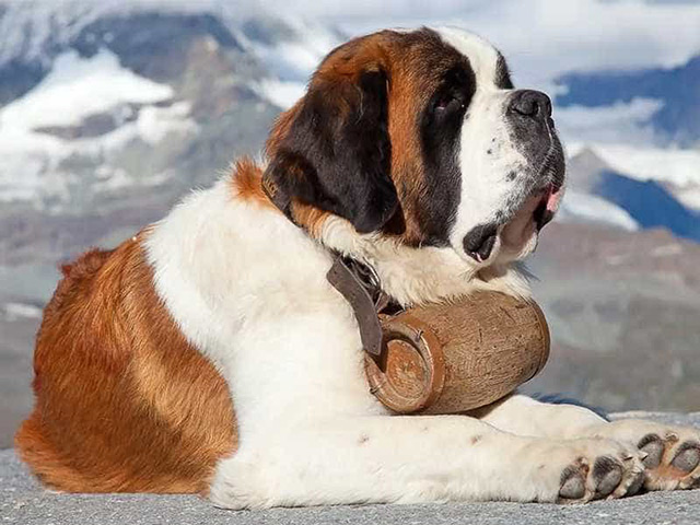 chó St. Bernard - loài chó lớn nhất thế giới