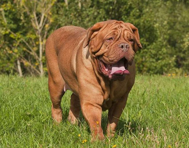 French Mastiff - loài chó lớn nhất thế giới