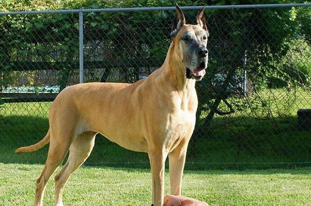 "Scooby-Doo" loài chó lớn nhất thế giới