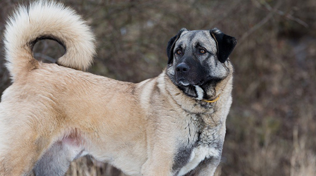 Anatolian - loài chó lớn nhất thế giới