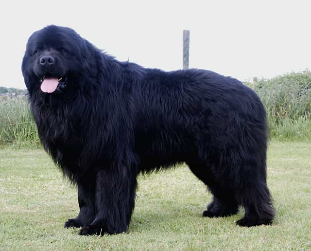 Newfoundland - loài chó lớn nhất thế giới