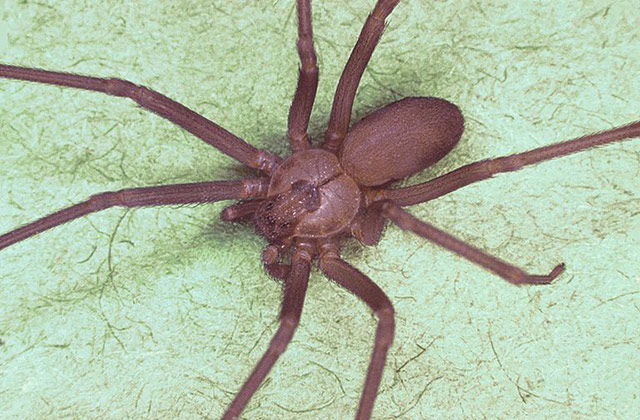 loài nhện độc nhất thế giới