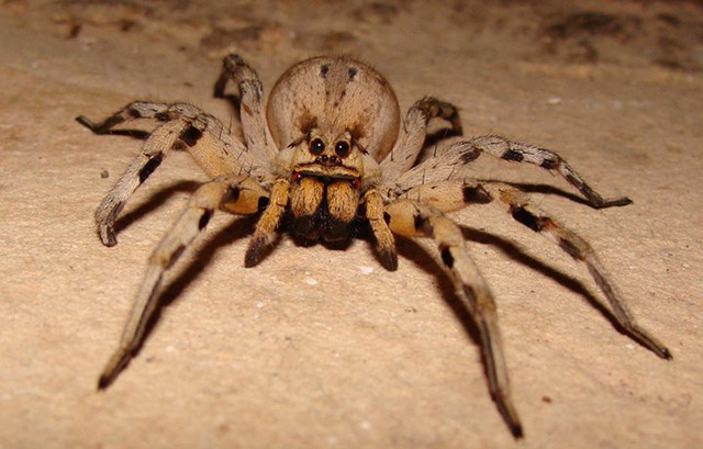 Loài nhện độc nhất thế giới - Nhện lang thang Brazil