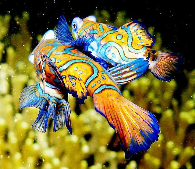 loài cá đẹp nhất Thế giới