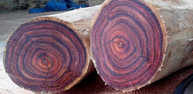 các loại gỗ quý nhất thế giới