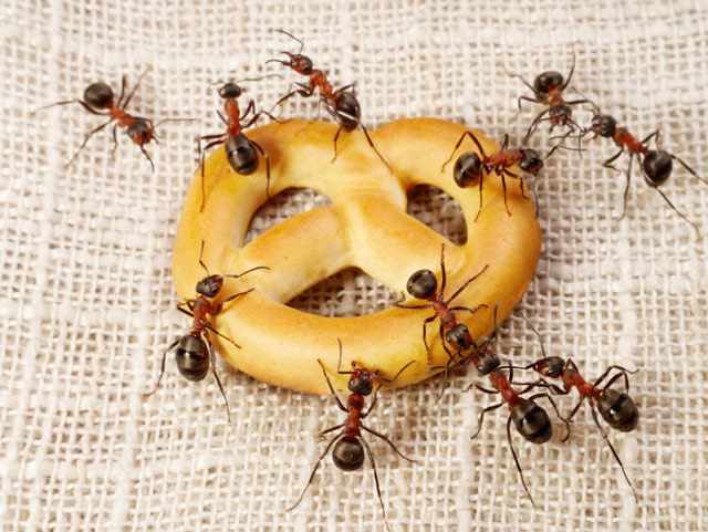 Nhật ký côn trùng - loài kiến