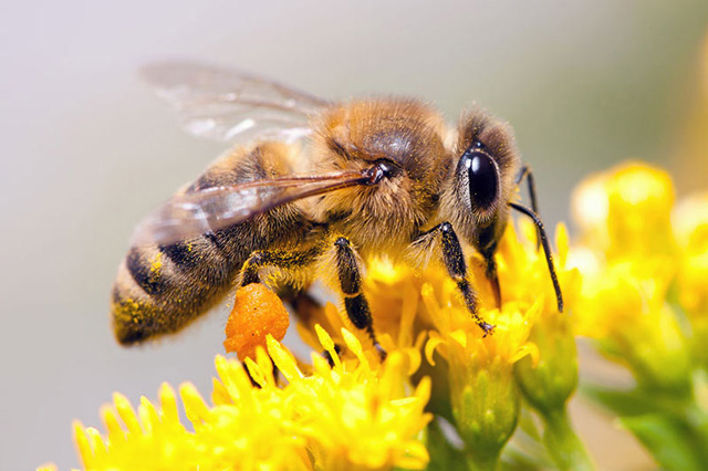 Nhật ký thế giới côn trùng loài ong