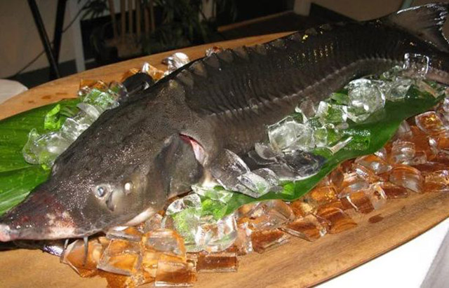 các món ăn từ cá tầm