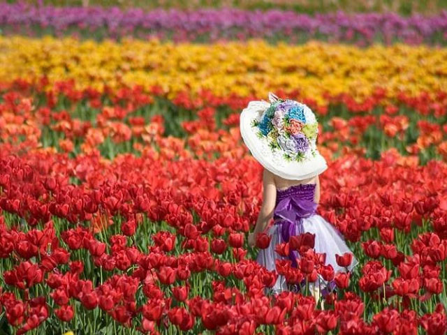 Lễ hội hoa ở thủ phủ Canberra nước Úc