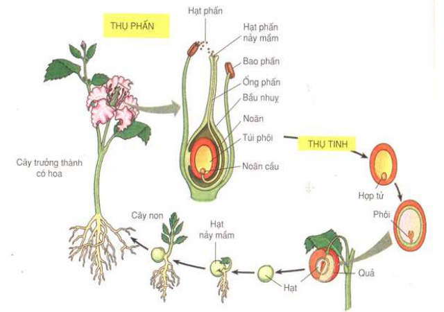 Hoa phát triển và thụ phấn hình thành nên quả