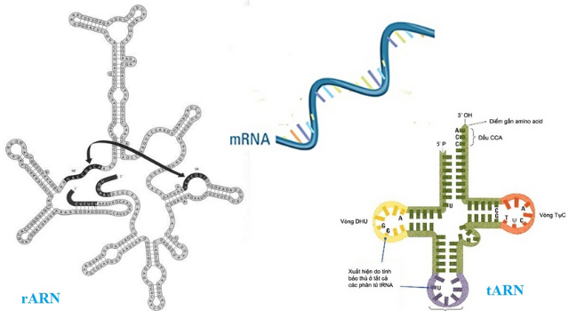 so sánh ADN, ARN và Protein