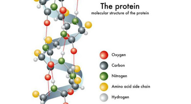 Protein là gì