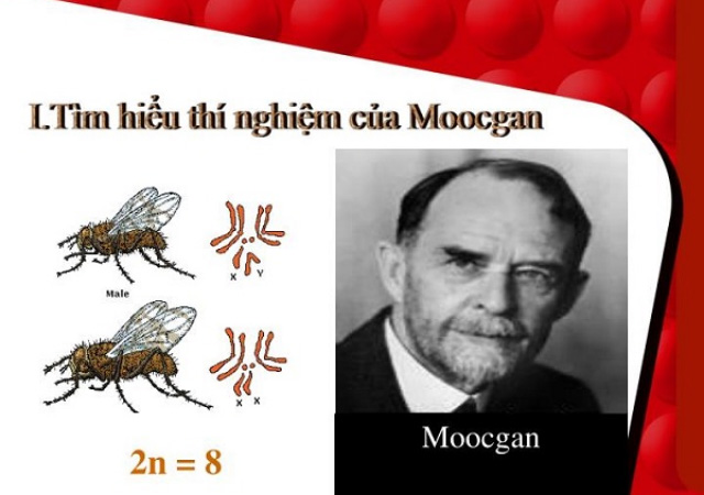 Thí nghiệm trên ruồi giấm của Moocgan