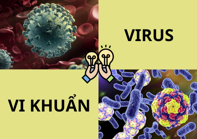 Các so sánh giữa vi khuẩn và virus