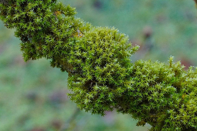 Rêu và tảo là thực vật bậc thấp có cấu tạo khá giống nhau