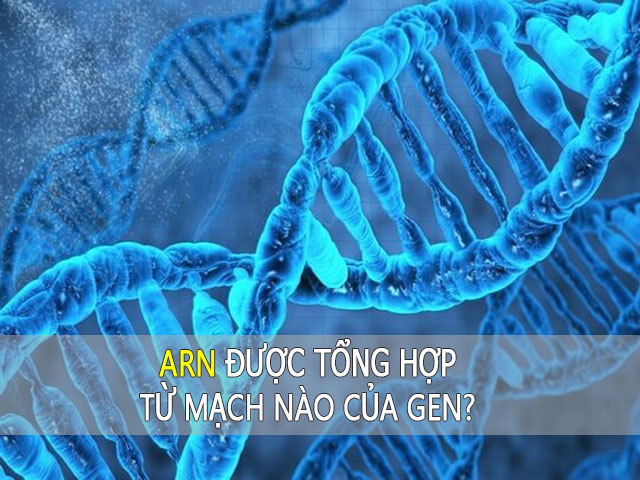 ARN được tổng hợp từ mạch nào của Gen?