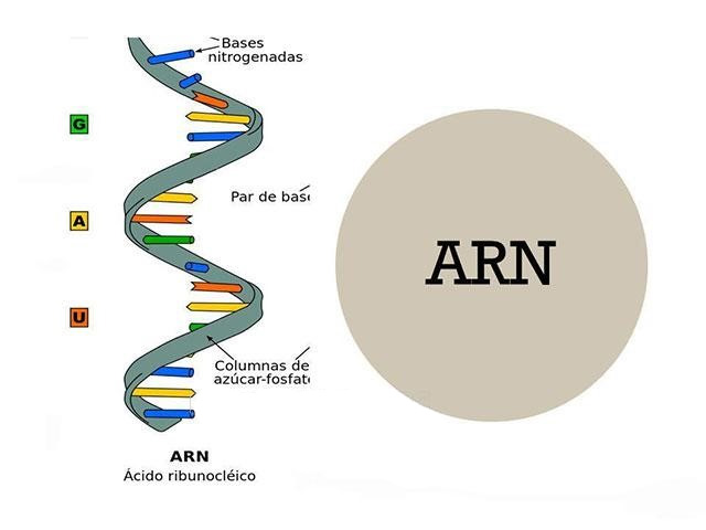 ARN là gì