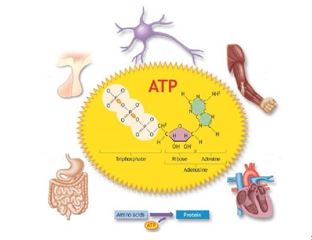 ATP có vai trò quan trọng trong việc cung cấp năng lượng cho tế bào