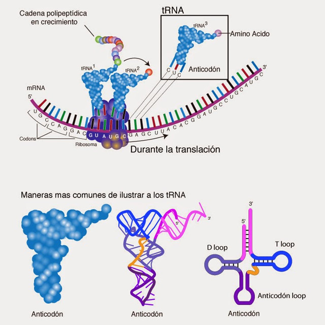 Cấu trúc của ARN