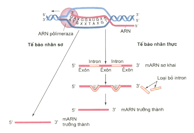 Quá trình tổng hợp ARN