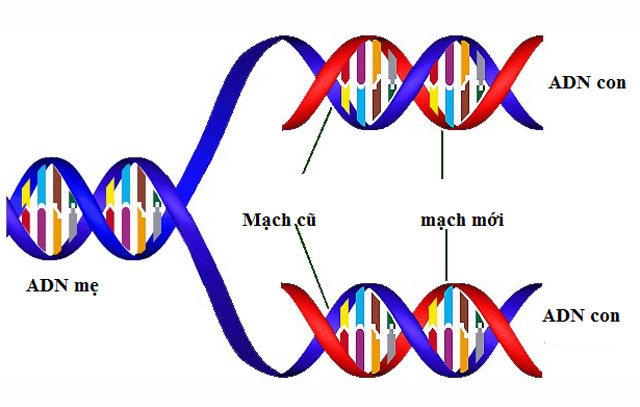 Quá trình nhân đôi ADN như thế nào