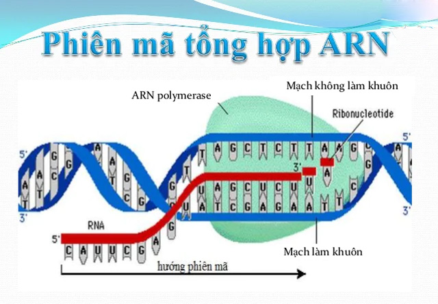 quá trình tổng hợp ARN