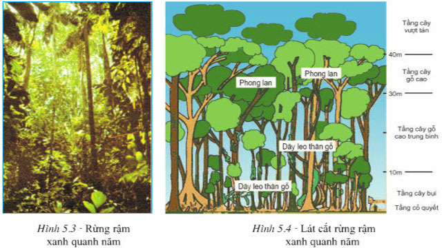 Tại sao rừng rậm xanh quanh năm có nhiều tầng cây