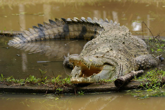 Cá sấu đẻ trứng hay đẻ con