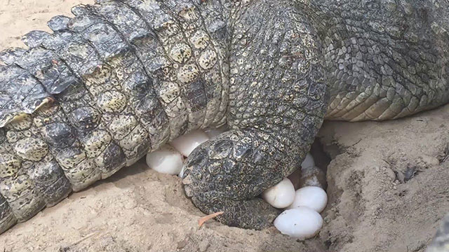  Cá sấu đẻ trứng hay đẻ con?