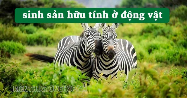 sinh sản hữu tính ở đông vật là gì