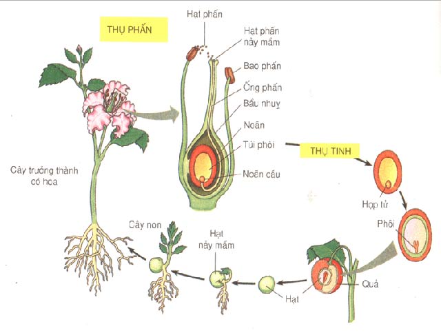 sinh sản hữu tính ở thực vật là gì