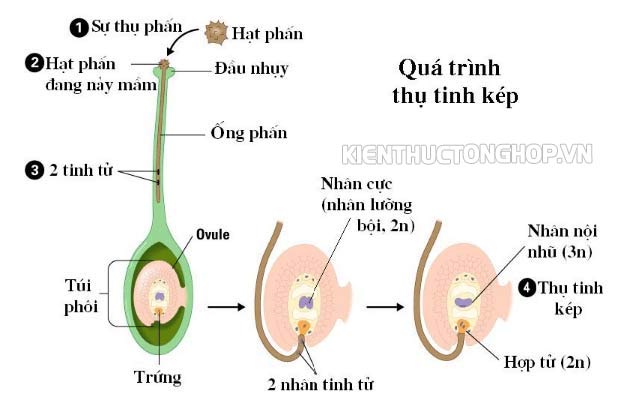 khái niệm sinh sản 