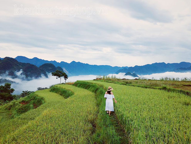 mùa lúa chín ở mai châu