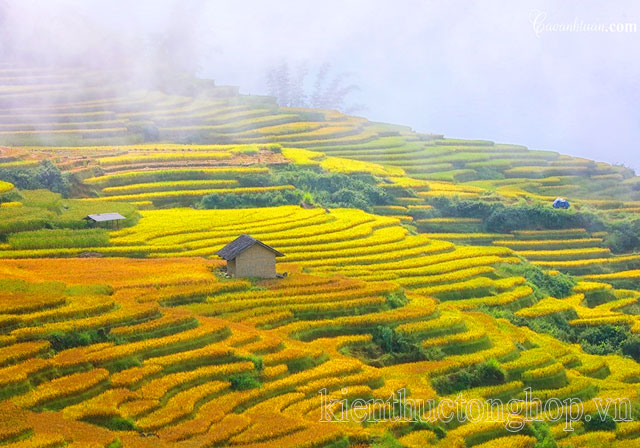 mùa lúa chín ở mai châu