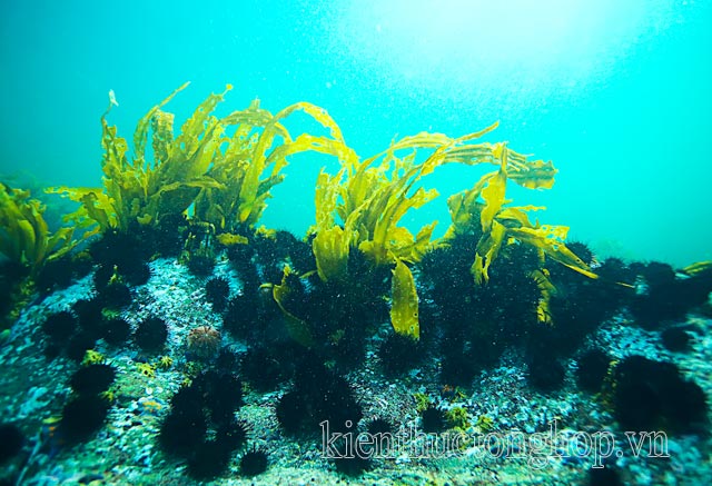 tảo biển là gì