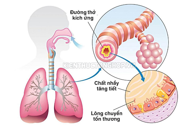 nội hô hấp là gì