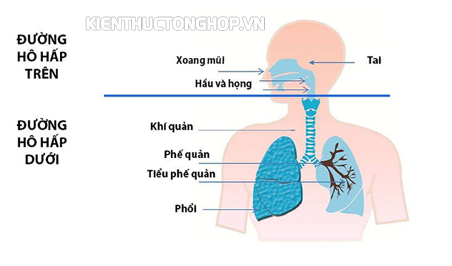 viêm hô hấp là gì