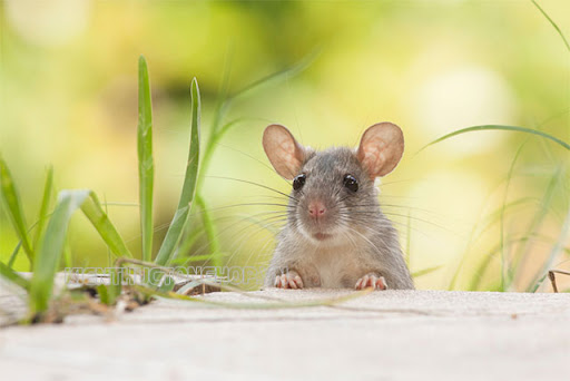 Tuổi Bính Tý - Những người cầm tinh con chuột
