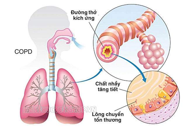 hệ hô hấp gồm các cơ quan nào - Kiến Thức Tổng Hợp