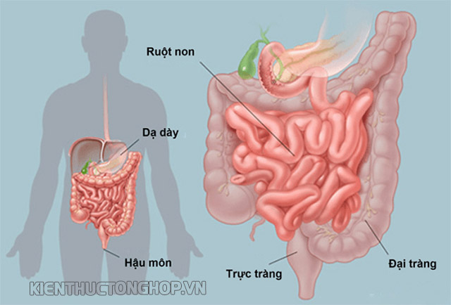 rối loạn tiêu hóa là gì - Kiến Thức Tổng Hợp