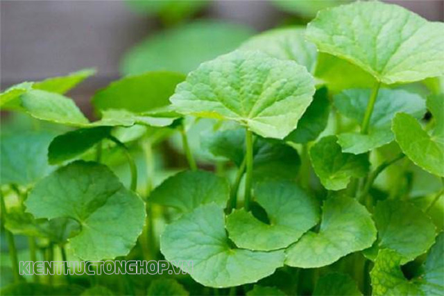 Rau má - Một loại rau quen thuộc của người Việt