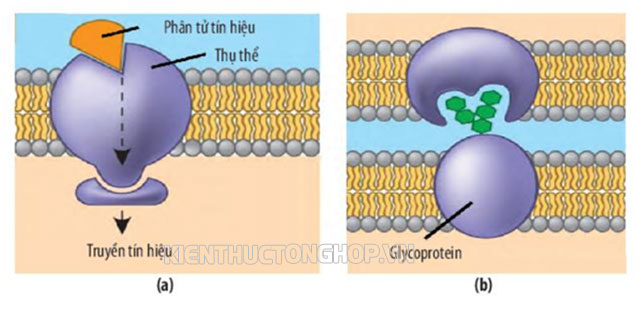 chức năng của màng tế bào là gì - Kiến Thức Tổng Hợp