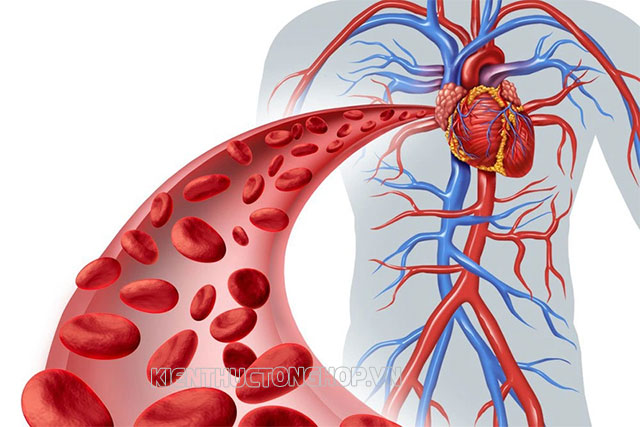 chức năng của tĩnh mạch là gì - Kiến Thức Tổng Hợp