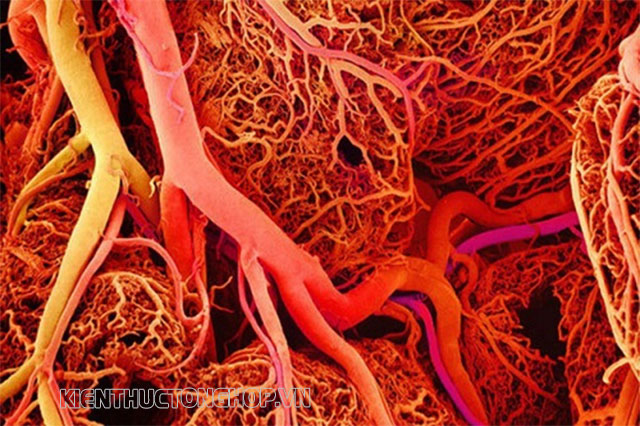 phân loại tĩnh mạch - Kiến Thức Tổng Hợp