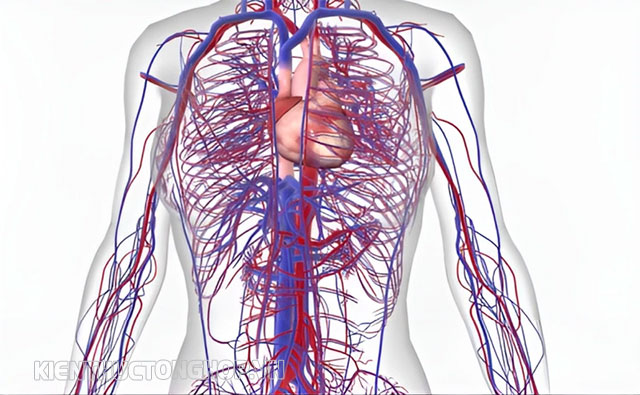 Tĩnh mạch là gì?