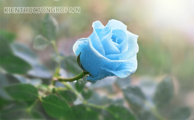 Hoa hồng có màu xanh nhạt