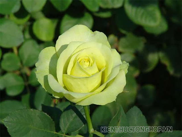 Vẻ đẹp của một bông hồng xanh chớm nở