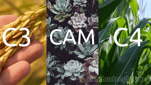 Nhóm thực vật C3 C4 và CAM