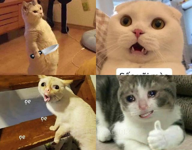 Hình ảnh meme mèo