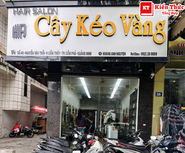 Cây Kéo Vàng Cẩm Phả